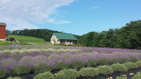 Deep Creek Lavender Farm